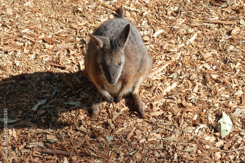 Kangaroos in Featherdale Wildlife Park near Sydney in Australia. photo