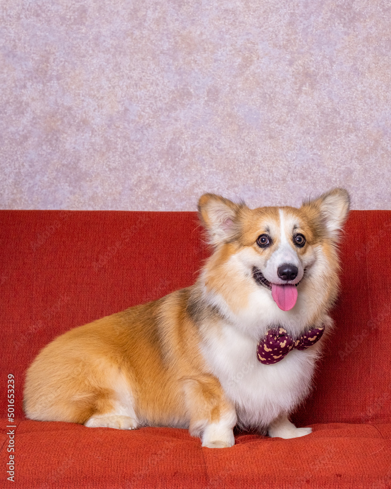 a male long hair pembroke welsh corgi dog photoshoot studio pet