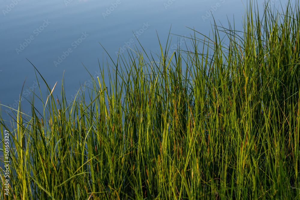 Tall Grasses and Gentle Ripples On Sprague Lake