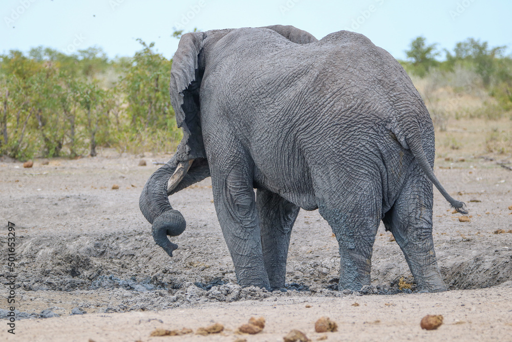 Elephant enjoying the mud in Etosha National Park, namibia