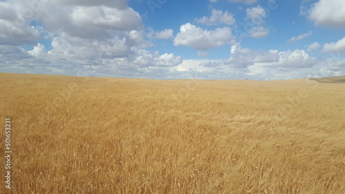 Sea of golden wheat fields with fluffy white clouds in Saskatchewan 
