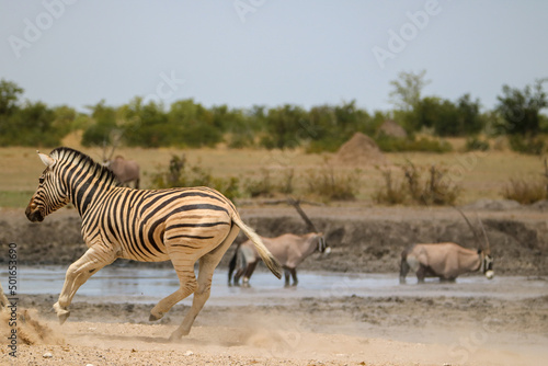Zebra running past waterhole in Etosha National Park, Namibia © Kim