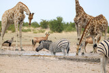 Group of animals at waterhole, Etosha National Park, Namibia