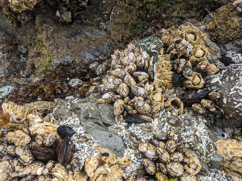 Acorn barnacles and gooseneck barnacles Acorn barnacles and gooseneck barnacles