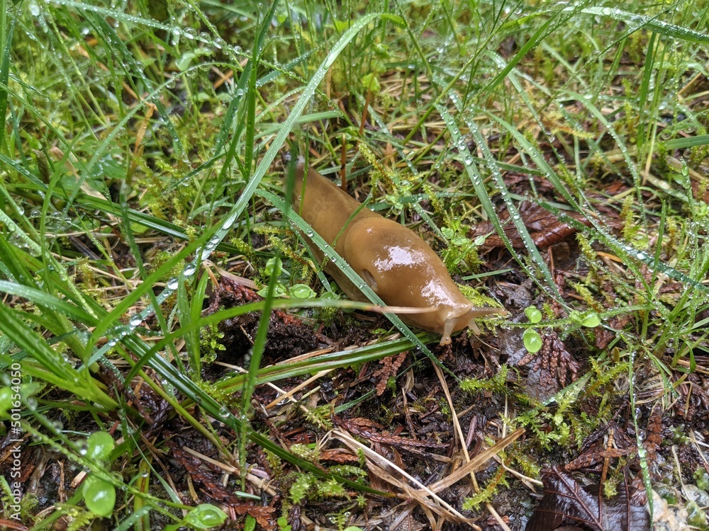 Banana slug on Vancouver Island Banana slug on Vancouver Island