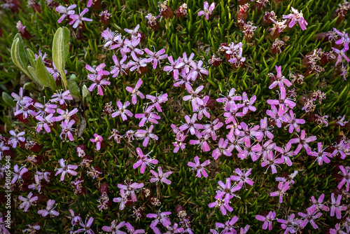 Tight Grouping of MOss Campion Flowers Bloom Bright Pink Against The Green Moss Below