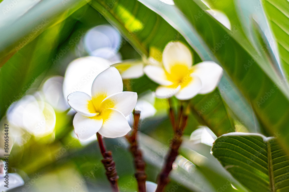 Fototapeta premium Flower