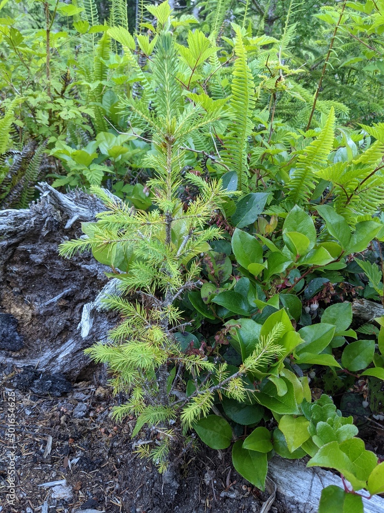 Fototapeta premium Black Spruce Seedling
