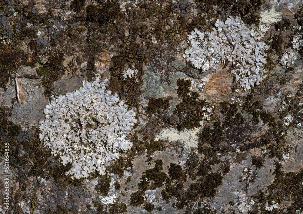 custom made wallpaper toronto digitalMoss and Lichen on a Rock