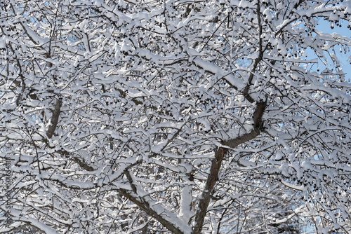 Wallpaper Mural Snow on a Tree Torontodigital.ca