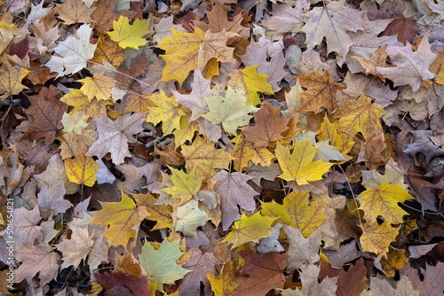 Wallpaper Mural Fall Leaves Torontodigital.ca