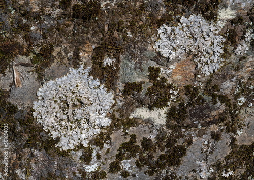 Wallpaper Mural Moss and Lichen on a Rock Torontodigital.ca