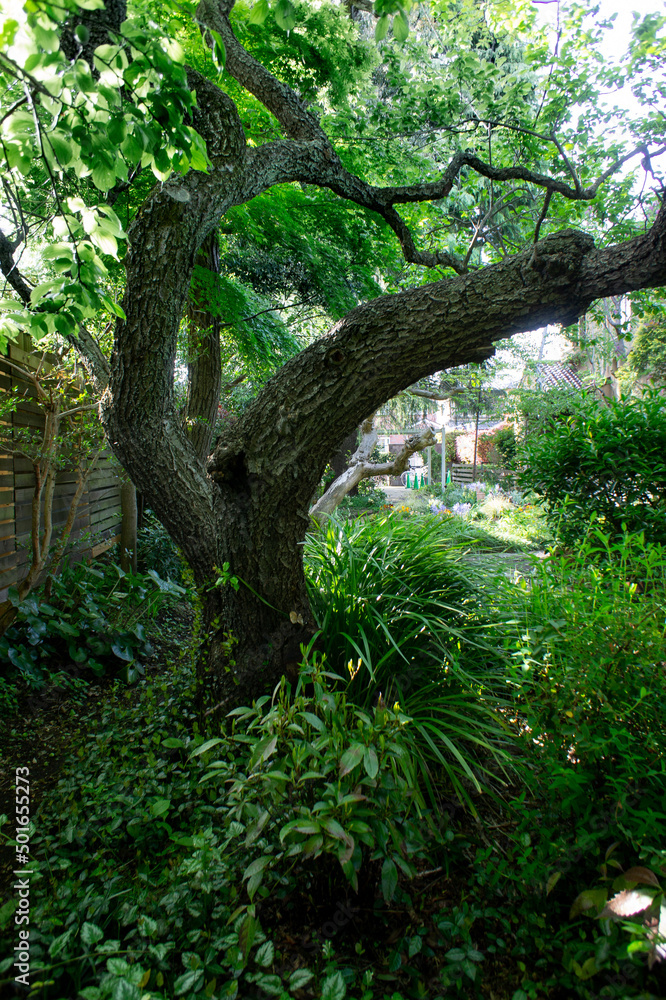 SONY DSC forest, nature,newleaves,tree,flower,handkerchief tree, moss,
sunspot, green,pond,plant,japanese forest, spring,
森、ハンカーチーフの木、花、苔、木々、春、群生花、 SONY DSC forest, nature,newleaves,tree,flower,handkerchief tree, moss,
sunspot, green,pond,plant,japanese forest, spring,
森、ハンカーチーフの木、花、苔、木々、春、群生花、