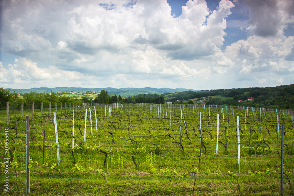 rows of grapevines in a vineyard