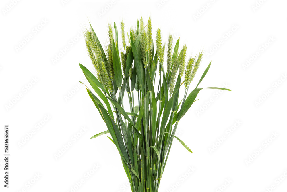 Obraz premium green wheat isolated on white background.