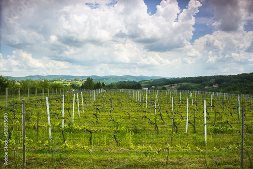rows of grapevines in a vineyard © AndrzejBoPhoto