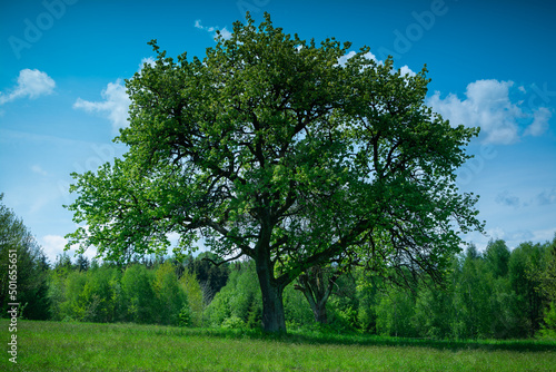 Single tree on the background of forest and sky © AndrzejBoPhoto