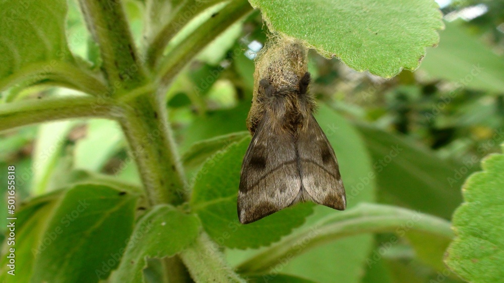 inseto borboleta noturna mariposa inseto borboleta noturna mariposa