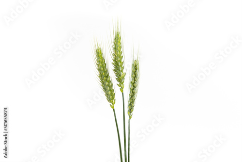 green wheat ear isolated on white background