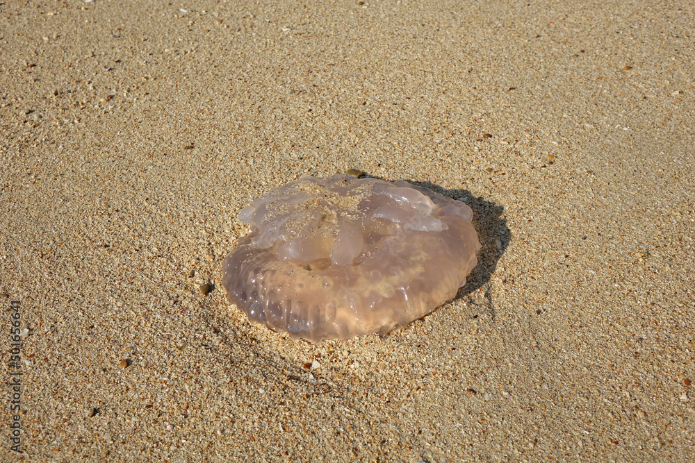 Jellyfish on the beach after the sea storm. Selective focus