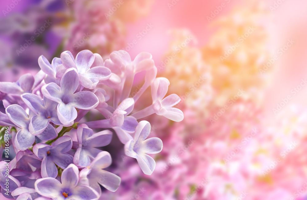 Beautiful lilac flowers on white background
