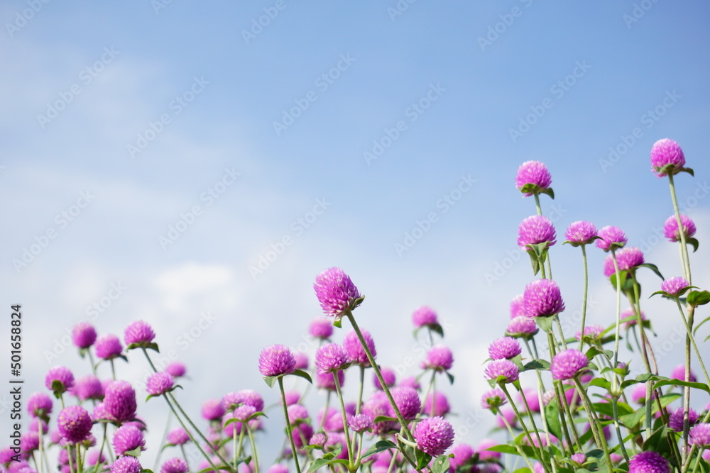 Fototapeta premium Pink globe amaranth