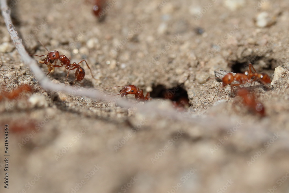 Fototapeta premium Close up of California Harvester ants by stick