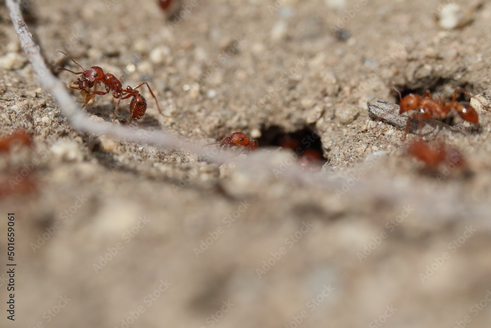 Close up of California Harvester ants Close up of California Harvester ants