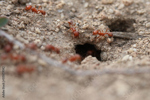 Close up of California Harvester ants by hole 