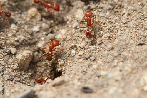 Close up of 3 California Harvester ants