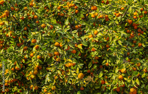 Branches with the fruits of the orange trees