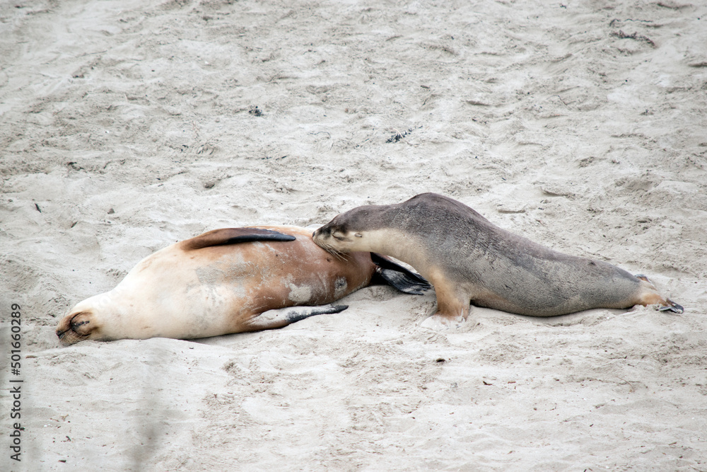 Fototapeta premium the mother sealion and her pup are on the beach at seal bay