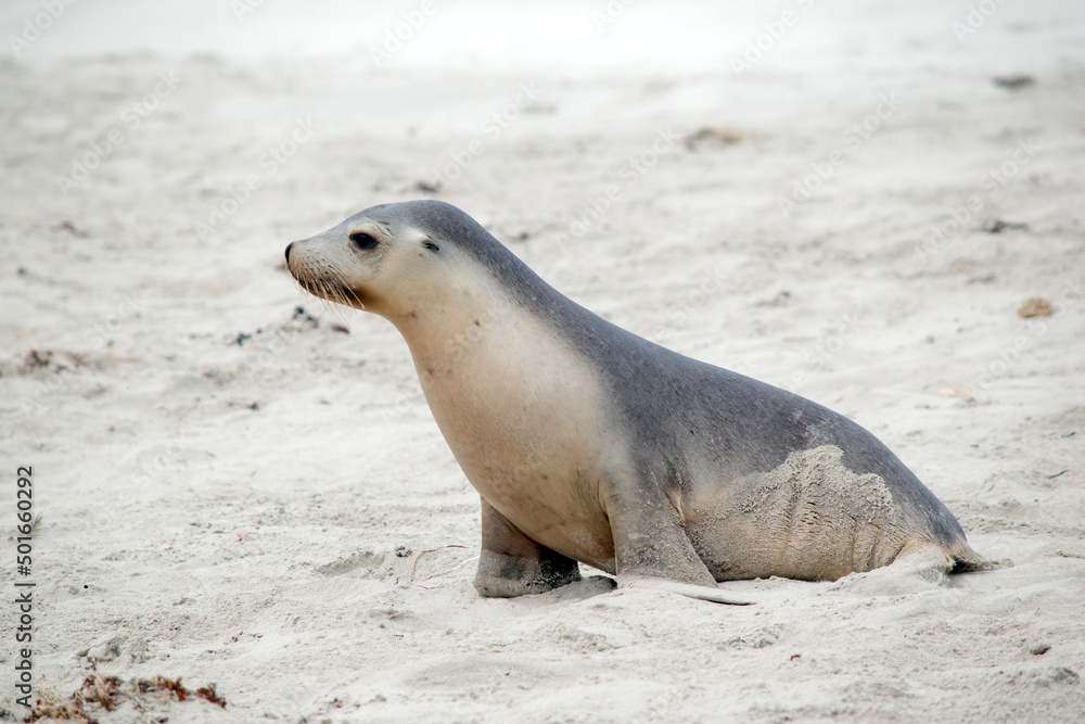 Fototapeta premium the sea lion pup is waiting for its mother to return from the sea