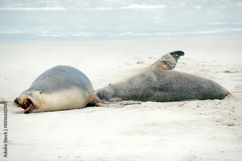 Fototapeta premium the sea lion is complaining it looks like the pup bit down too hard