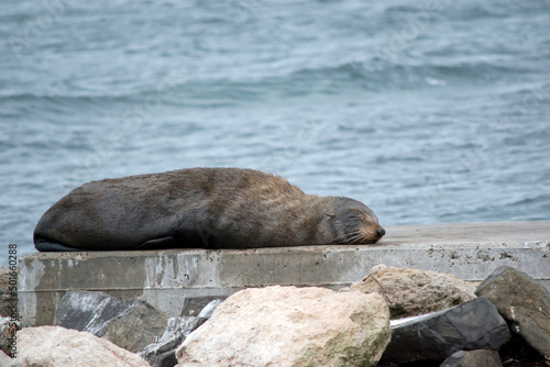 the fur seal has grey fur and whickers and flippers photo