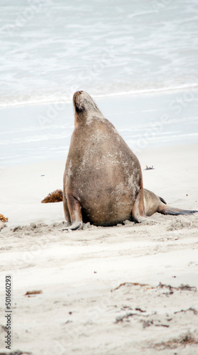 the male sea lion is on seal bay