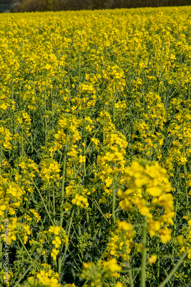 Flowering rapeseed , canola or colza. Yellow flowers of Brassica Napus. Blooming rapeseed. Plant for green energy and oil industry. Biodiesel. Flowering rapeseed , canola or colza. Yellow flowers of Brassica Napus. Blooming rapeseed. Plant for green energy and oil industry. Biodiesel.