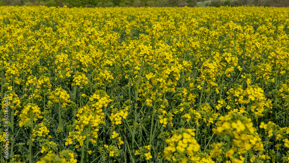 Obraz premium Flowering rapeseed , canola or colza. Yellow flowers of Brassica Napus. Blooming rapeseed. Plant for green energy and oil industry. Biodiesel.