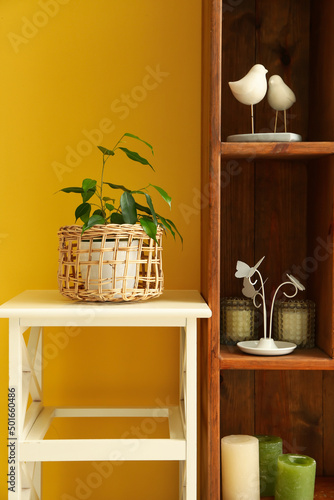 Ficus benjamina in pot on table and shelving unit near yellow wall