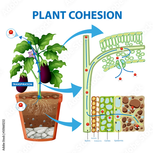 Digram showing the movement of water in plants