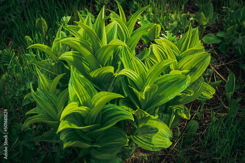 Bright green Veratrum with wide ribbed leaves in wild clearing. Plant is poisonous, contains alkaloid. Perennial grass with tall stem