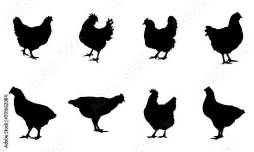 Silhouettes of hen chicken. vector Illustration
