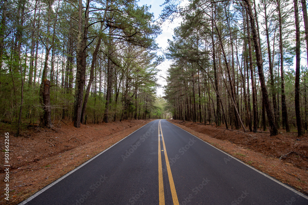 Fototapeta premium Winding Road in Woodlands