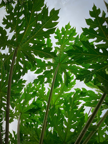 Green papaya leaves with papaya stalks have a background in the sky.