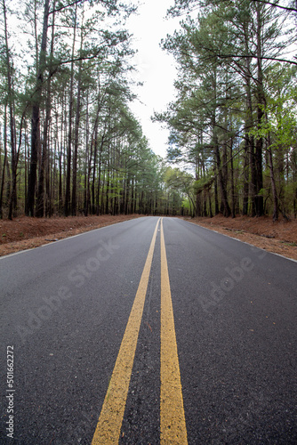 Winding Road in Woodlands