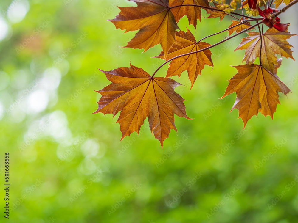 Tree branch with dark red leaves, Acer platanoides, the Norway maple Crimson King. Red Maple acutifoliate Crimson King, young plant with green background. Tree branch with dark red leaves, Acer platanoides, the Norway maple Crimson King. Red Maple acutifoliate Crimson King, young plant with green background.