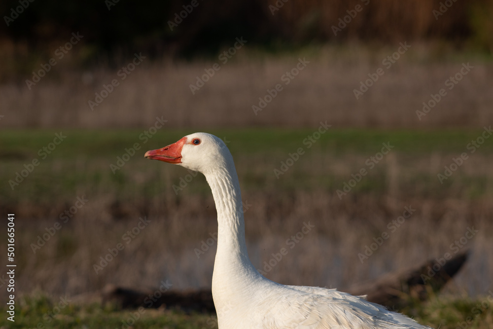White goose photographed from the side while sunbathing
