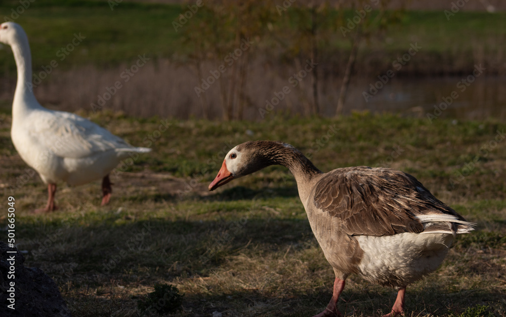 Group of wild geese walking on dry land in the evening light. Group of wild geese walking on dry land in the evening light.