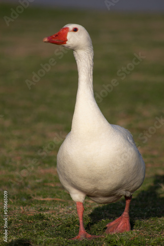 Portrait of orange-billed white goose walking alone on green grass on a sunny summer day.