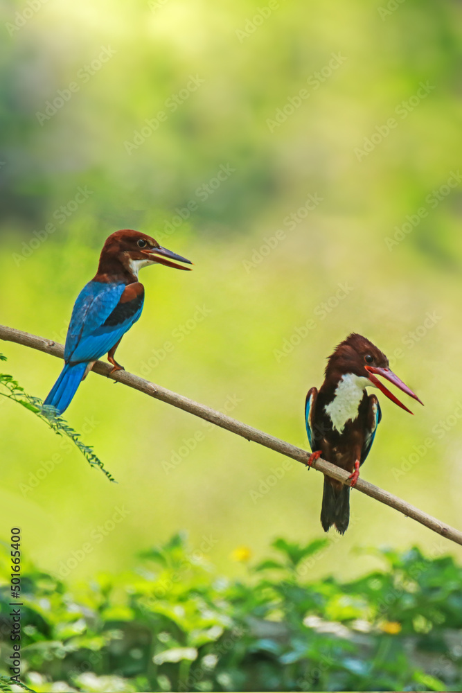 The White-throated Kingfisher on a branch in nature The White-throated Kingfisher on a branch in nature